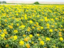 The weight loss effect of Cold Pressed Safflower Oil